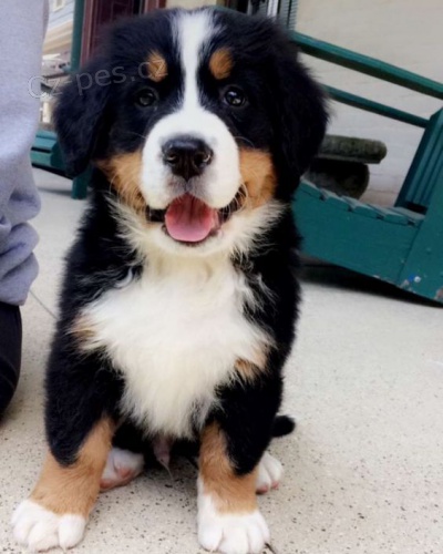 Prod�m �t��ata bernsk�ho sala�nick�ho psa.