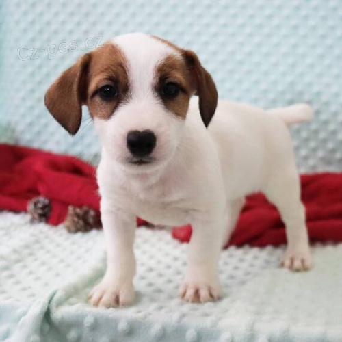 Prod�m zdrav� �t��ata jack russell teri�ra.