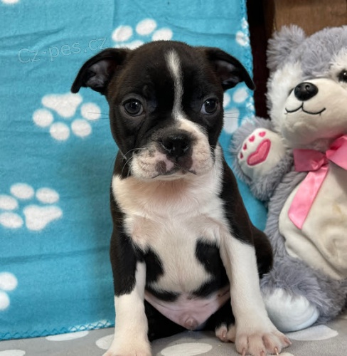 Prod�m �t��ata bostonsk�ho teri�ra