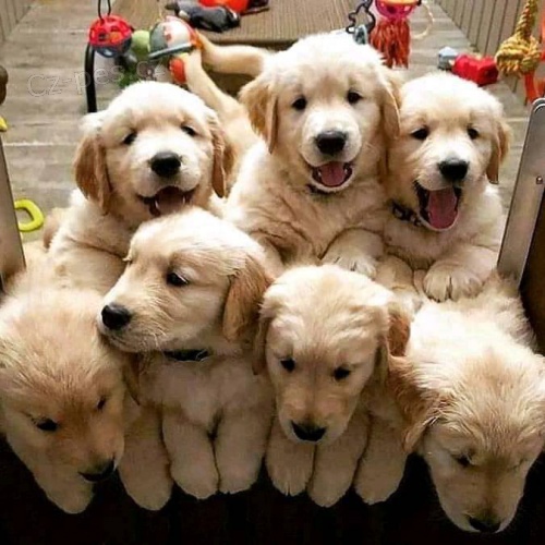 Prod�m ZDRAV� a O�KOVAN� �t��ata zlat�ho retr�vra.