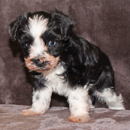 Prod�m �t��ata mal�ho kn�ra�e.