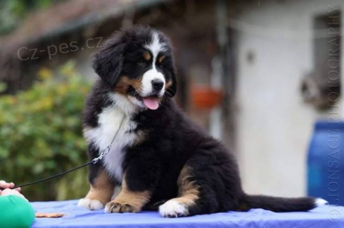 Bernsk� sala�n�cky pes