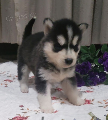 sibi�sk� husky k adopci