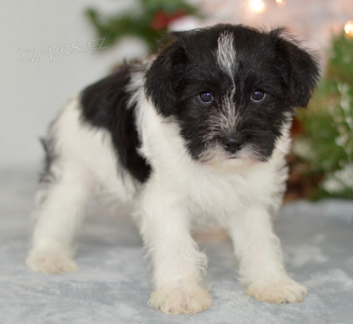 Prod�m zdrav� a kr�sn� �t��ata mal�ho kn�ra�e.