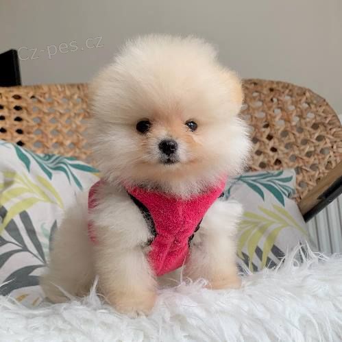 miniaturn� �t��ata pomeranian� na prodej.