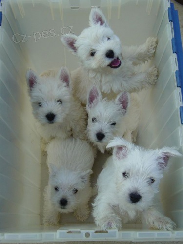 Prod�m �t��ata West Highland White Terriers