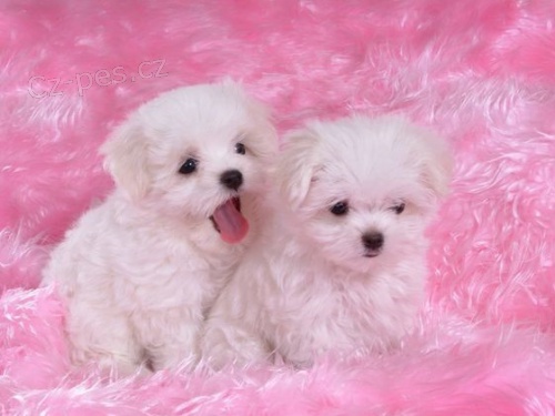 PROD�M O�KOVAN� miniaturn� �t��ata malt�z�k�.