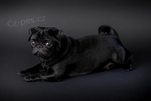 Testovan� �t��ata mopsl�k�.