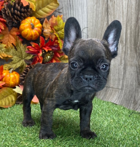 Prod�m �t��ata francouzsk�ho buldo�ka.