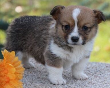 Prod�m �t��ata Pembroke Welsh Corgi.