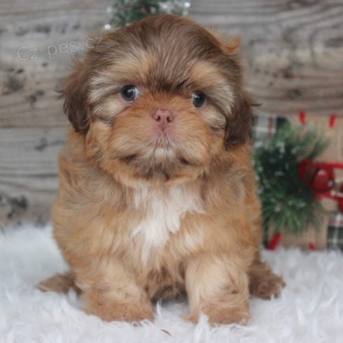 Prod�m �t��ata SHIH TZU