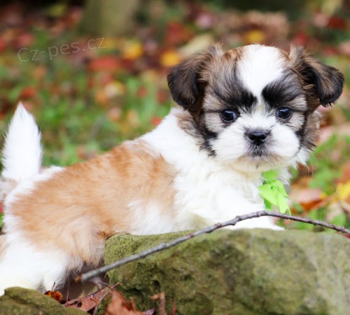 Prod�m �t��ata SHIH TZU