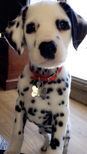 o�kovan� �t��ata dalmatin�