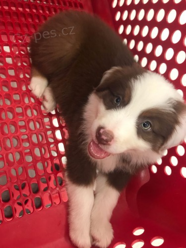 Prod�m �t��ata border kolie