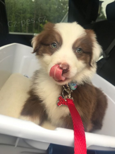 Prod�m �t��ata border kolie