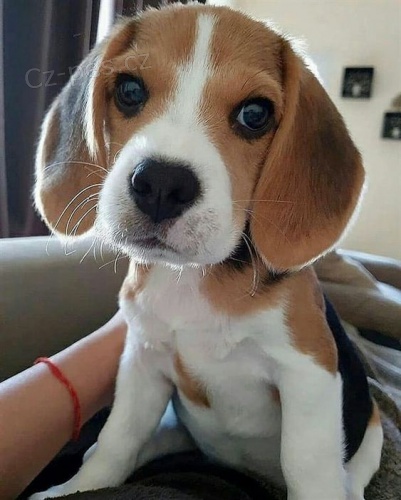 �t��ata b�gla na prodej.