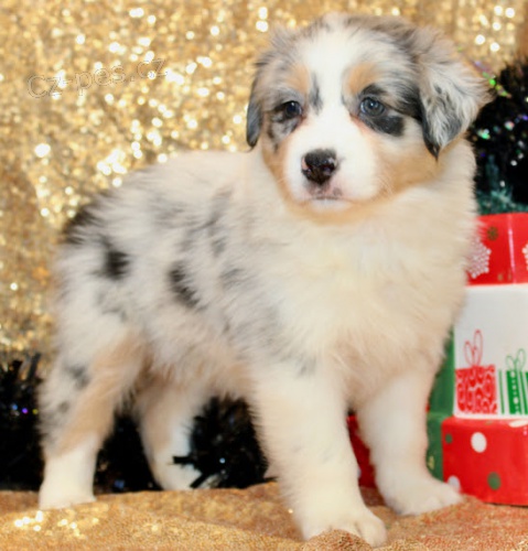 Prod�m roztomil� �t��ata australsk�ho ov��ka