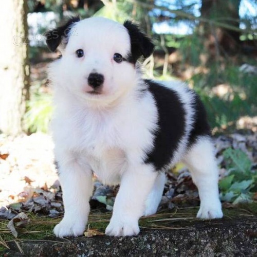 Prod�m �t��ata australsk�ho ov��ka