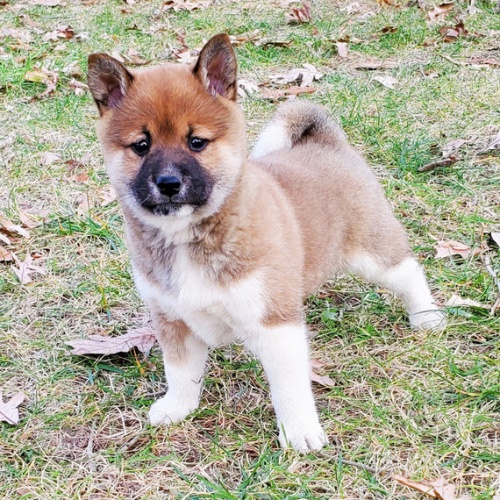 Prod�m rozko�n� miminka �t��ata shiba inu