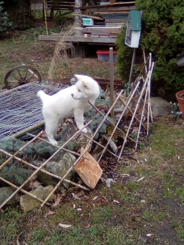 �t��ata akita americka   jsou v�m k dispozicii.