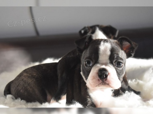 2 �t��ata miniaturn�c boston teri�r�0