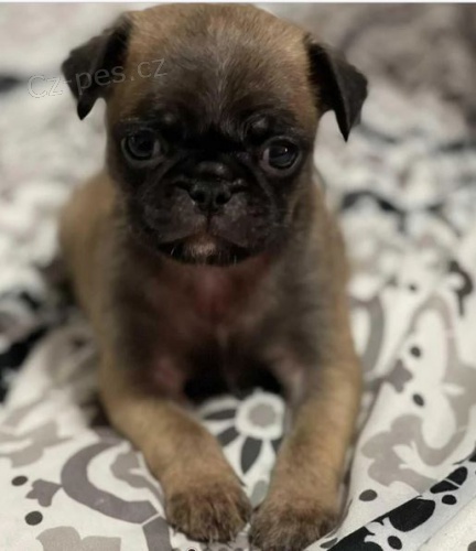 p��telsk� �t���tka bruselsk�ho grifona k adopci