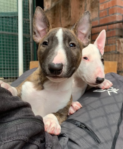2 Miniaturn� �t��ata BullTerrier pro nov� domovy