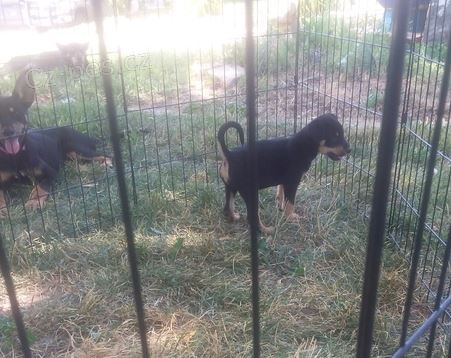 australsk� kelpie �t��ata k adopci