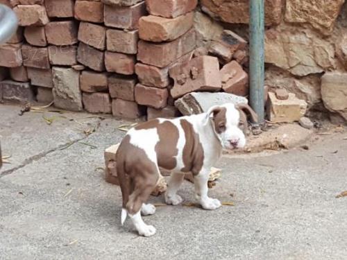 2 Americk� pitbulteri�r pro nov� domy