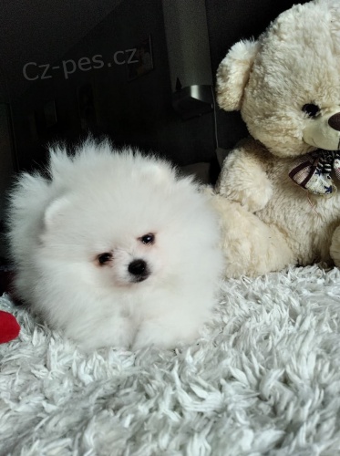 kr�sn� �t���tka volpino ( pomeranian )  hledaj�c� nov� domovy
