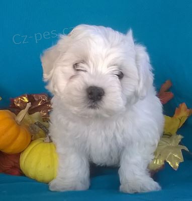 schison �t��ata do nov�ch domov�