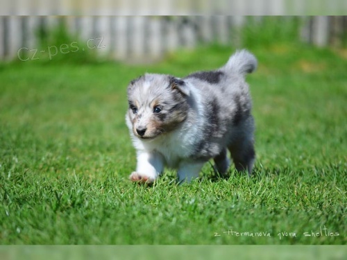 (Sheltie) dispozici jsou �t��ata shetlandsk�ch ov��k� (Sheltie)