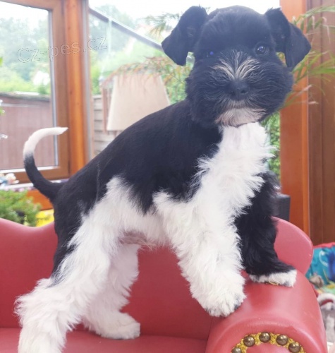 knirac  �t��ata pro miluj�c� a pe�uj�c� domovy  2