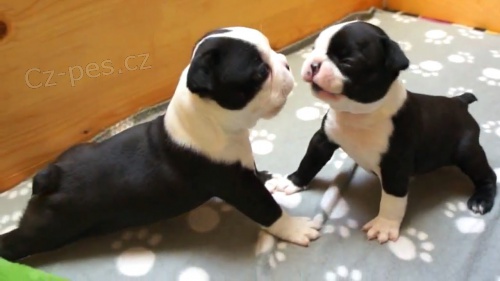 2 �t��ata miniaturn�c boston teri�r