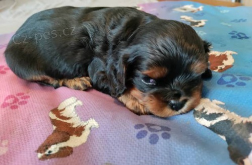 �t���tka kaval�r king charles spaniel s PP