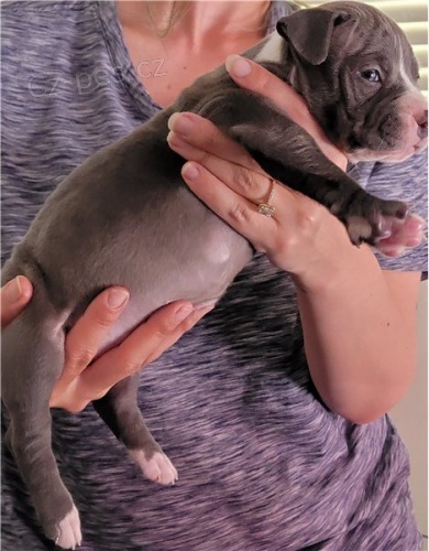 �t��ata americk�ho pitbulteri�ra