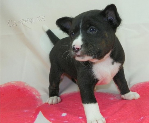 Kr�sn� �t��ata basenji