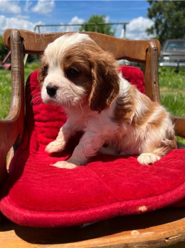 Kaval�r King Charles �pan�l