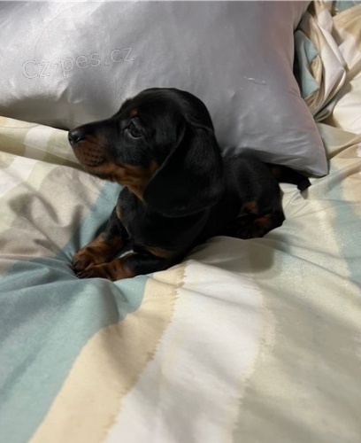 �t��ata jezev��ka