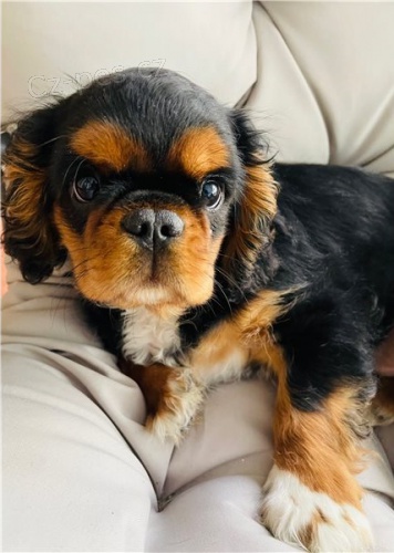 Anglick� toy �pan�l