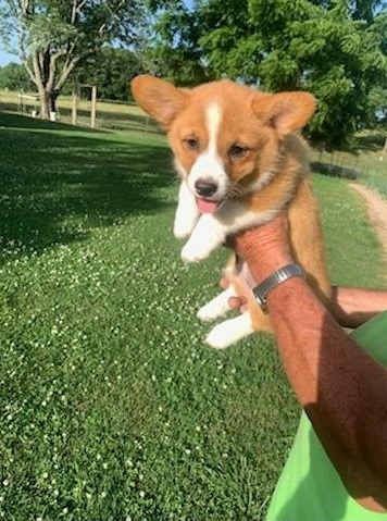 Corgi, Pembroke welsh �t��ata
