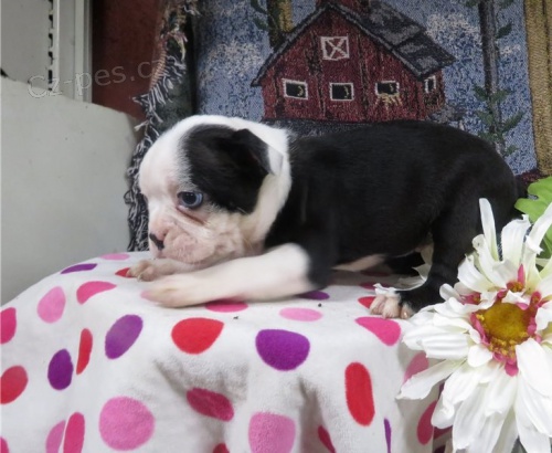 �t��ata Bostonsk�ho teri�ra