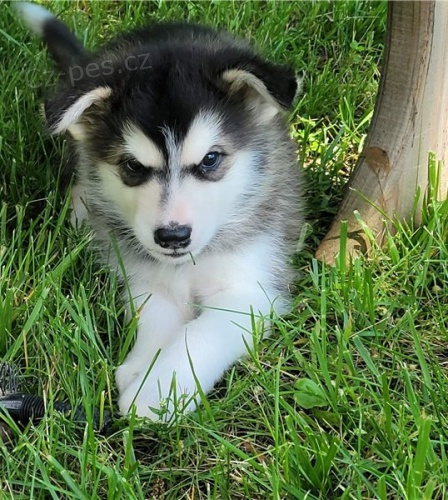 Rozko�n� �t��ata alja�sk�ho malamuta