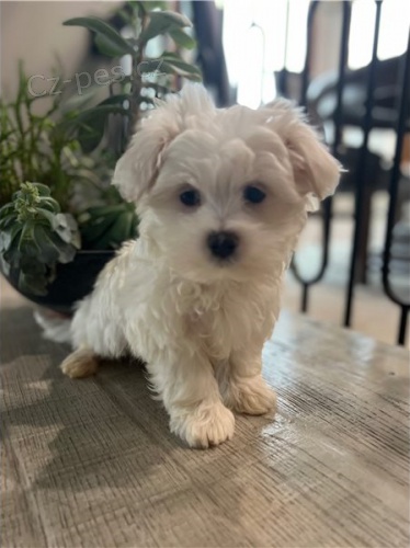 Roztomil� malt�zsk� �t��ata