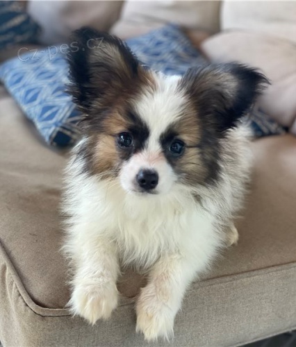 �t��ata papillona