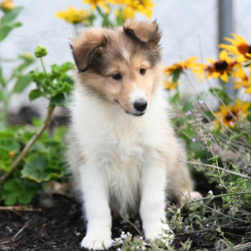 Shetlandsk� ov��k �t��ata k adopci