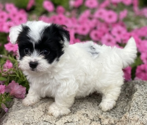 Prod�m O�KOVAN� �t��ata havanese.