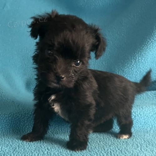 Prod�m O�KOVAN� �t��ata �ern�ho havanese.