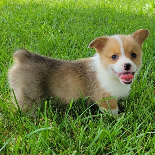 Prod�m �t��ata Pembroke Welsh Corgi.