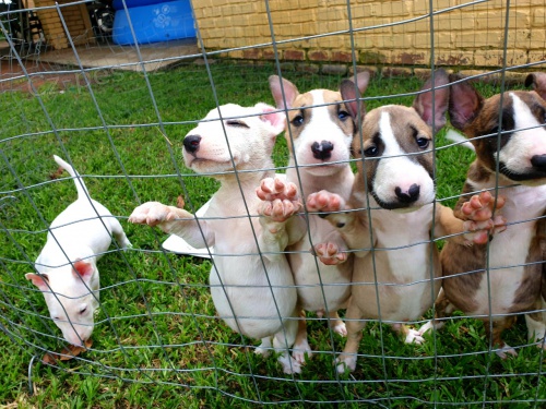 zdrav� �t��ata anglick�ho bulteri�ra bez probl�m� s u�ima k adopci.